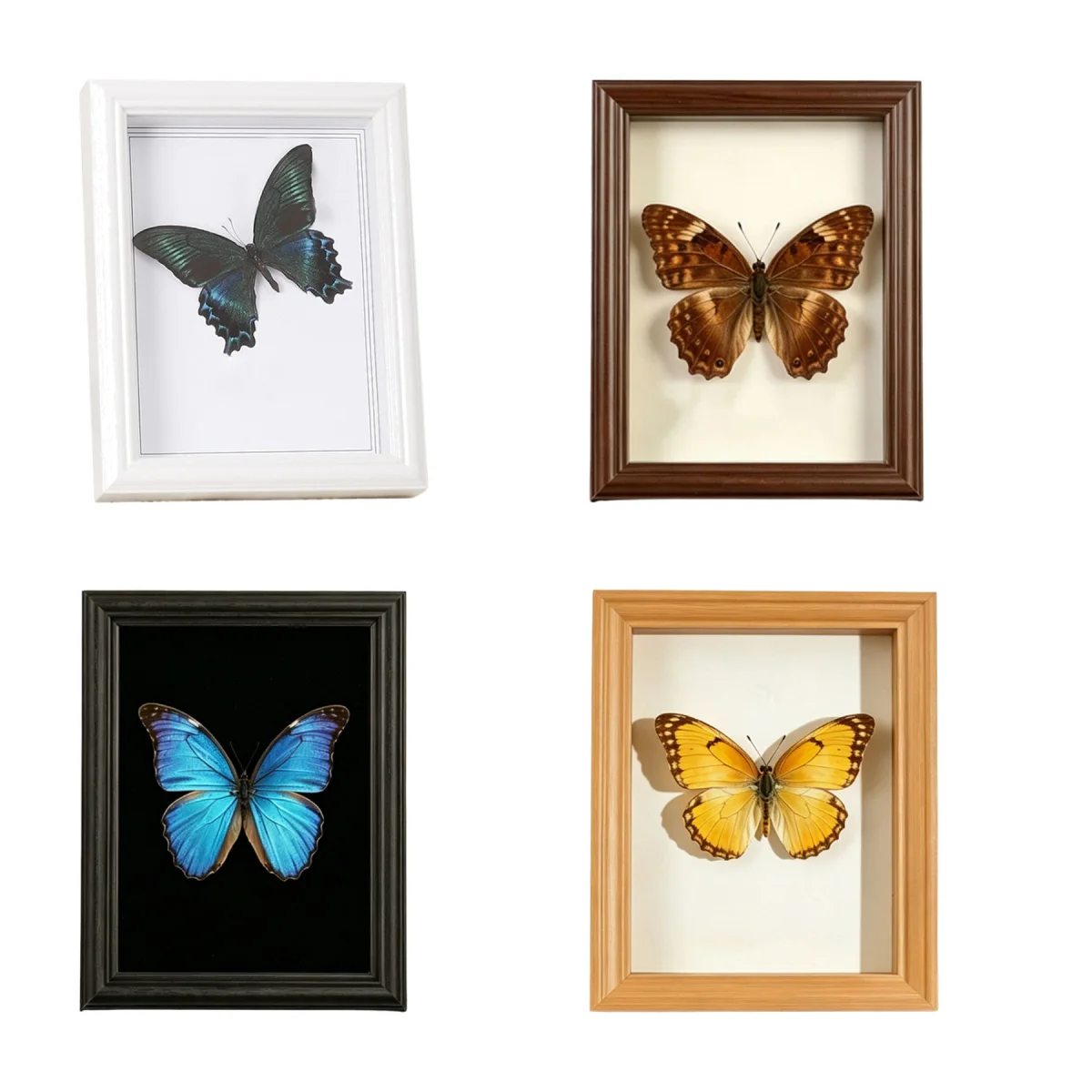 Retro Butterfly Specimen Frame