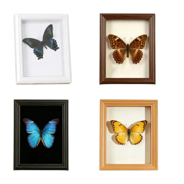 Retro Butterfly Specimen Frame